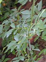 Arbre a chapelets - Melia azedarach (01) (Photo F. Mrugala)